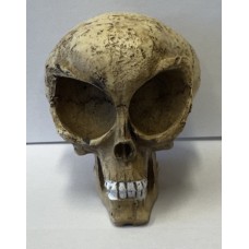  Alien Scull 3 inches tall